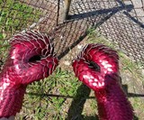 Dragonscale Gauntlets
