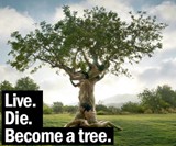 Treeincarnation: From Ashes to Spiritree