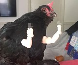 Bird Flippin' the Bird - Middle Finger Chicken Arms