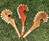 Shark Tooth Weapons Shark Tooth Weapons
