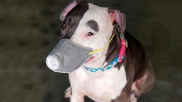 Face Mask for Dogs Face Mask for Dogs