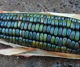 Oaxacan Green Dent Corn