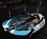 Hot Tug - Hot Tub Tug Boat