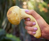 Stress Mushrooms