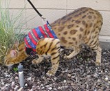 $20,000 Hypoallergenic Designer House Cat