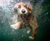 Underwater Dogs - Subsurface Fetching Photos