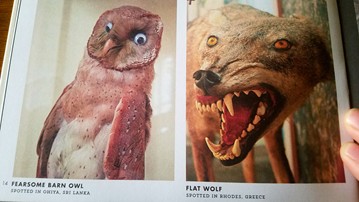 Crap Taxidermy