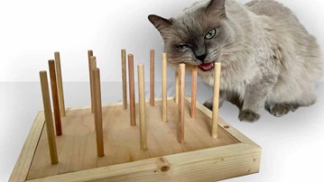 BiteyBox for Cats That Chew Up Your House BiteyBox for Cats That Chew Up Your House