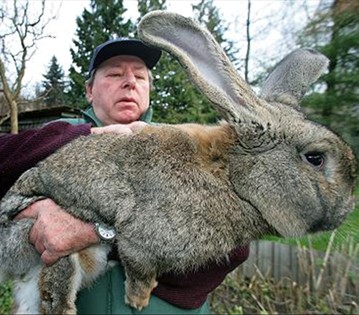 Fresh Whole Rabbit Fresh Whole Rabbit