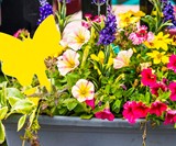 Fruit Fly & Fungus Gnat Trap for Plants