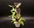 DNA Plant Trellis