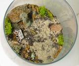 Breaking Bad Terrarium