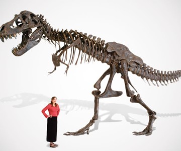 Life-Size T-Rex Skeleton
