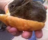 Fresh Whole Rabbit