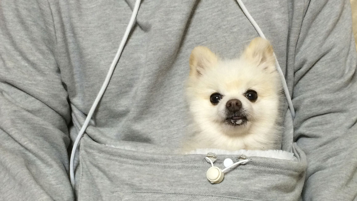 Mewgaroo Pet Pocket Hoodie