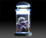Desktop Saltwater Aquarium