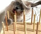 BiteyBox for Cats That Chew Up Your House