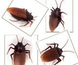 Remote Control Cockroach