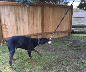 Doggie Bungee Toy