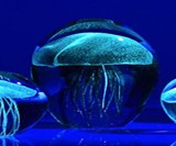 Real Glowing Jellyfish Sculptures