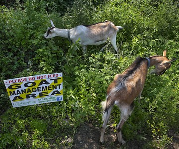 Rent-A-Goat - Invasive Plant Eaters Rent-A-Goat - Invasive Plant Eaters
