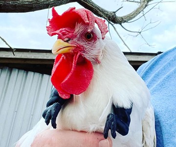 3D Printed T-Rex Chicken Arms