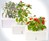 Click & Grow SmartPot Plants Click & Grow SmartPot Plants