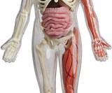 Squishy Human Body 3D Puzzle