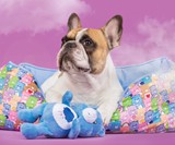 Fresh Pawz - Official Streetwear & Gear Brand for Dogs