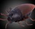 Remote Control Cockroach