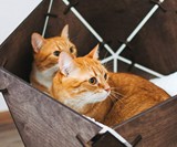 Geometric Wooden Pet Bed