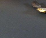 Tempest Craft Blades & Sculptures