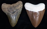 Chocolate Megalodon Shark Teeth