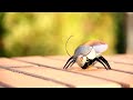 iPhone-Controlled Insects