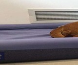 Casper Dog Mattress
