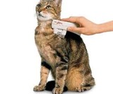 Electric Flea Zapper for Pets