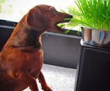 Dog Grass Grow Bowl
