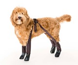 Walkee Paws Waterproof Dog Leggings