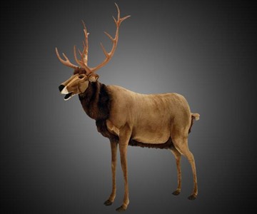 Life-Size Animated Talking Reindeer Life-Size Animated Talking Reindeer