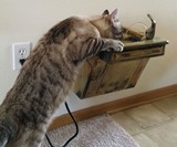 Cat Drinking Fountain