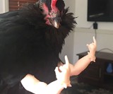 Bird Flippin' the Bird - Middle Finger Chicken Arms