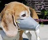 Face Mask for Dogs