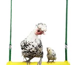 The Chicken Swing