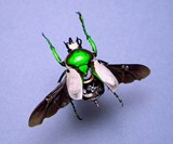 Steampunk Insects