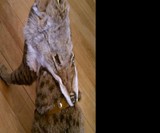 Coyote Face Pet Harness