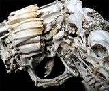 Bone Pistol Closeup