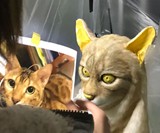 Become Your Cat Mask