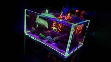 Voodoo Tanks - Aquariums with Glowing Edges