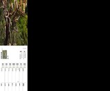 Goats in Trees 2018 Calendar
