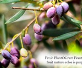 PlantOGram Live Frantoio Olive Container Tree